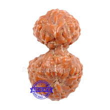 Load image into Gallery viewer, Gaurishanker Rudraksha from Indonesia - 79