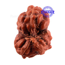 Load image into Gallery viewer, Gaurishanker Rudraksha from Indonesia - 107