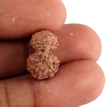 Load image into Gallery viewer, Gaurishanker Rudraksha from Indonesia - 113