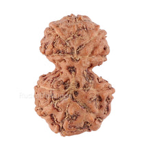 Load image into Gallery viewer, Gaurishanker Rudraksha from Indonesia - 113
