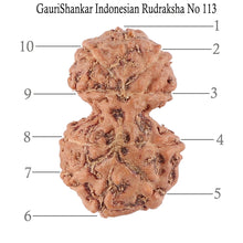 Load image into Gallery viewer, Gaurishanker Rudraksha from Indonesia - 113