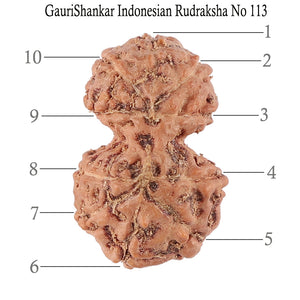 Gaurishanker Rudraksha from Indonesia - 113