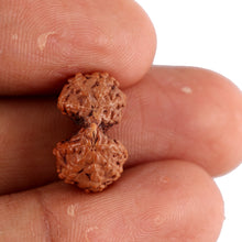 Load image into Gallery viewer, Gaurishanker Rudraksha from Indonesia - 121