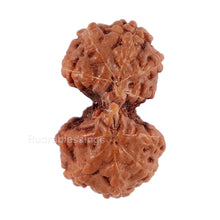 Load image into Gallery viewer, Gaurishanker Rudraksha from Indonesia - 121