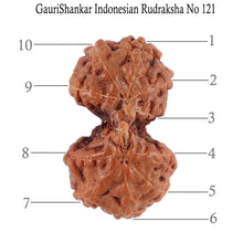 Load image into Gallery viewer, Gaurishanker Rudraksha from Indonesia - 121
