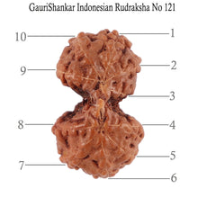Load image into Gallery viewer, Gaurishanker Rudraksha from Indonesia - 121