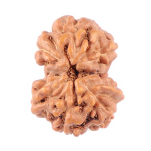 Load image into Gallery viewer, Gaurishanker Rudraksha from Indonesia - 139