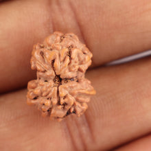 Load image into Gallery viewer, Gaurishanker Rudraksha from Indonesia - 139