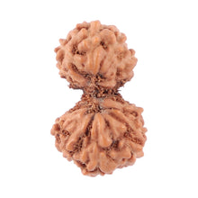 Load image into Gallery viewer, Gaurishanker Rudraksha from Indonesia - 144