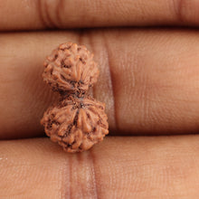 Load image into Gallery viewer, Gaurishanker Rudraksha from Indonesia - 144