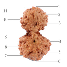 Load image into Gallery viewer, Gaurishanker Rudraksha from Indonesia - 144