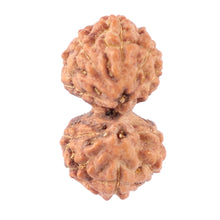 Load image into Gallery viewer, Gaurishanker Rudraksha from Indonesia - 149