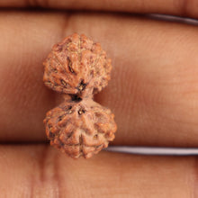 Load image into Gallery viewer, Gaurishanker Rudraksha from Indonesia - 149