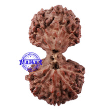 Load image into Gallery viewer, Gaurishanker Rudraksha from Indonesia - 156