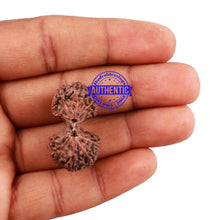 Load image into Gallery viewer, Gaurishanker Rudraksha from Indonesia - 156