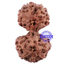 Load image into Gallery viewer, Gaurishanker Rudraksha from Indonesia - 156