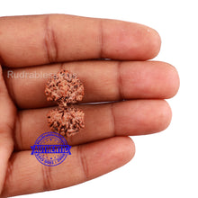 Load image into Gallery viewer, Gaurishanker Rudraksha from Indonesia - 158