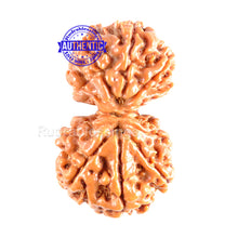 Load image into Gallery viewer, Gaurishanker Nepalese Rudraksha Bead No. 11