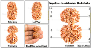 Gaurishanker  Nepalese Rudraksha Bead No. 11