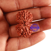 Load image into Gallery viewer, Gaurishanker Nepalese Rudraksha Bead No. 157