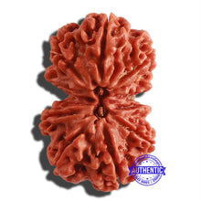 Load image into Gallery viewer, Gaurishanker Nepalese Rudraksha Bead No. 157