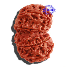 Load image into Gallery viewer, Gaurishanker Nepalese Rudraksha Bead No. 157