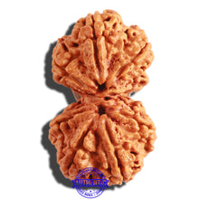 Load image into Gallery viewer, Gaurishanker Nepalese Rudraksha Bead No. 159