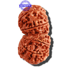 Load image into Gallery viewer, Gaurishanker Nepalese Rudraksha Bead No. - 161