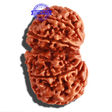 Load image into Gallery viewer, Gaurishanker Nepalese Rudraksha Bead No. 83