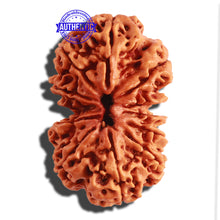 Load image into Gallery viewer, Gaurishanker Nepalese Rudraksha Bead No. 163