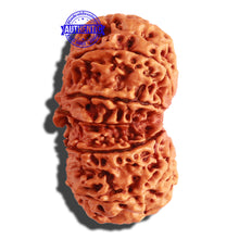 Load image into Gallery viewer, Gaurishanker Nepalese Rudraksha Bead No. 163