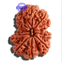 Load image into Gallery viewer, Gaurishanker Nepalese Rudraksha Bead No. - 164