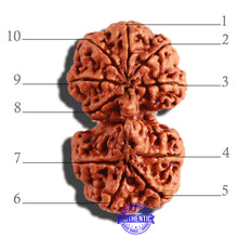 Load image into Gallery viewer, Gaurishanker Nepalese Rudraksha Bead No. - 166