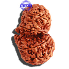Load image into Gallery viewer, Gaurishanker Nepalese Rudraksha Bead No. - 166