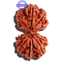 Load image into Gallery viewer, Gaurishanker Nepalese Rudraksha Bead No. 168