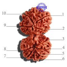 Load image into Gallery viewer, Gaurishanker Nepalese Rudraksha Bead No. 168
