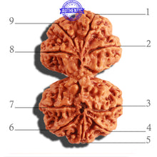 Load image into Gallery viewer, Gaurishanker Nepalese Rudraksha Bead No. - 169