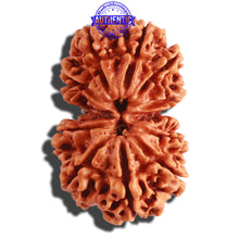 Load image into Gallery viewer, Gaurishanker Nepalese Rudraksha Bead No. - 171