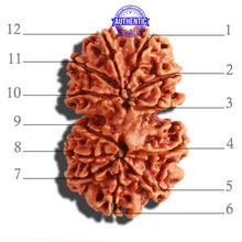 Load image into Gallery viewer, Gaurishanker Nepalese Rudraksha Bead No. - 171