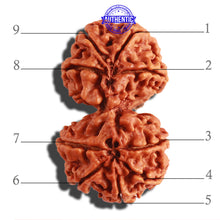 Load image into Gallery viewer, Gaurishanker Nepalese Rudraksha Bead No. - 172