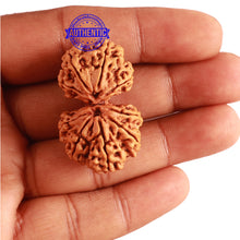 Load image into Gallery viewer, Gaurishanker Nepalese Rudraksha - Bead No. 173