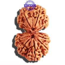 Load image into Gallery viewer, Gaurishanker Nepalese Rudraksha - Bead No. 173