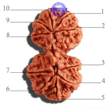 Load image into Gallery viewer, Gaurishanker Nepalese Rudraksha - Bead No. 174