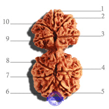 Load image into Gallery viewer, Gaurishanker Nepalese Rudraksha Bead No. - 175