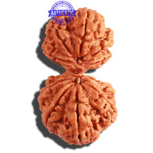 Load image into Gallery viewer, Gaurishanker Nepalese Rudraksha Bead No. - 176