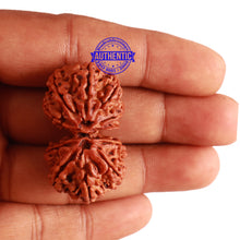 Load image into Gallery viewer, Gaurishankar Rudraksha with Ganesha - Bead No. 177