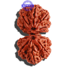 Load image into Gallery viewer, Gaurishankar Rudraksha with Ganesha - Bead No. 177