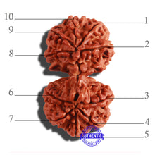 Load image into Gallery viewer, Gaurishankar Rudraksha with Ganesha - Bead No. 177
