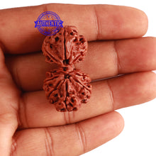 Load image into Gallery viewer, Gaurishanker Nepalese Rudraksha - Bead No. 178