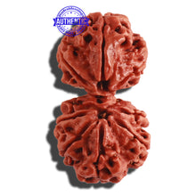 Load image into Gallery viewer, Gaurishanker Nepalese Rudraksha - Bead No. 178